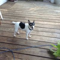 Commerce Veterinary Hospital ico