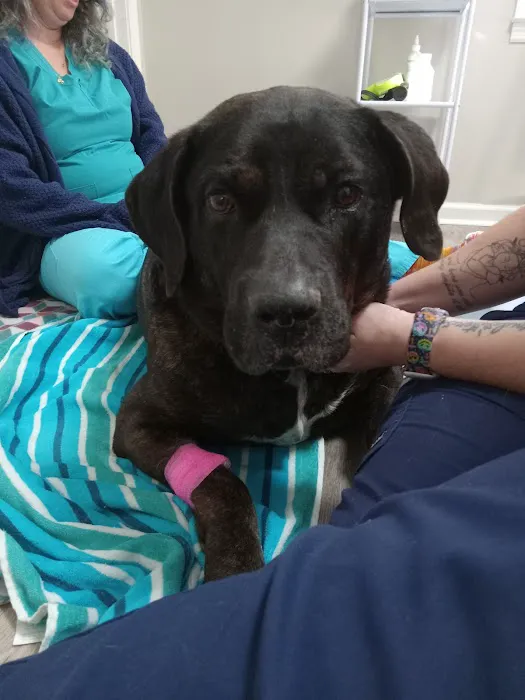 East Jackson Animal Hospital 12
