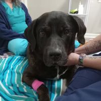 East Jackson Animal Hospital ico