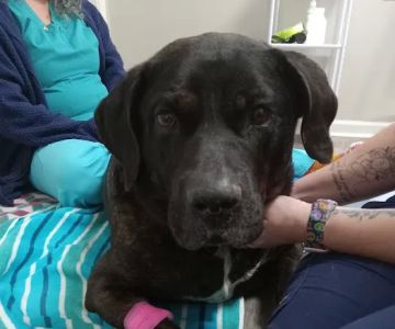 East Jackson Animal Hospital