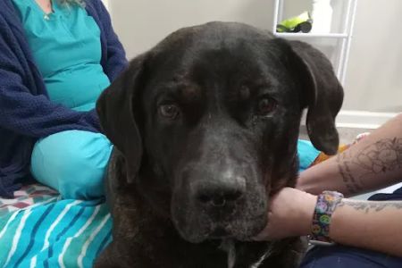 East Jackson Animal Hospital
