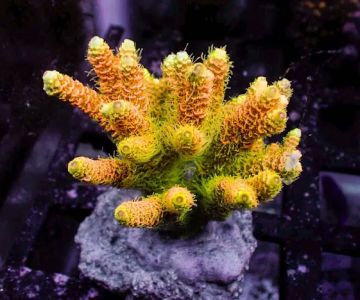 Nikava Coral Kreations