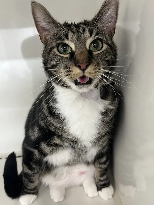 TRI STATE SPAY NEUTER and VETERINARY CLINIC 12