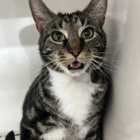 TRI STATE SPAY NEUTER and VETERINARY CLINIC ico