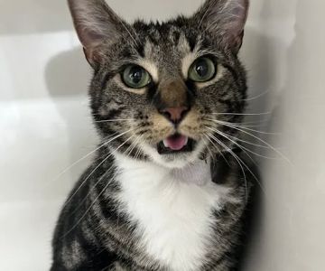 TRI STATE SPAY NEUTER and VETERINARY CLINIC