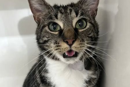 TRI STATE SPAY NEUTER and VETERINARY CLINIC