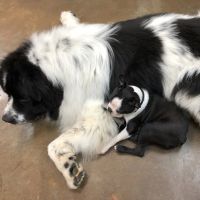 Union County Veterinary Clinic ico