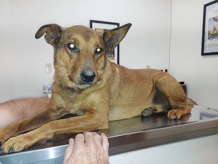 All Creatures Veterinary Clinic 5