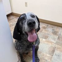 All Creatures Veterinary Clinic ico