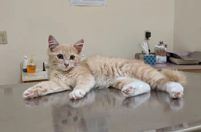All Creatures Veterinary Clinic 3