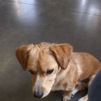 Mud Creek Veterinary Services ico