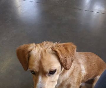 Mud Creek Veterinary Services