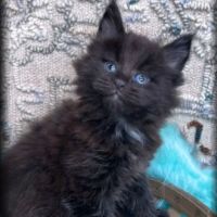 Rolling Pet Veterinary Services ico
