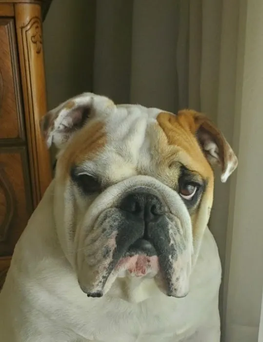 Rolling Pet Veterinary Services 12