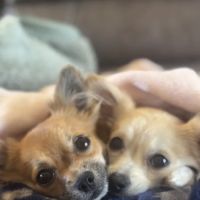 Parkview Animal Wellness ico