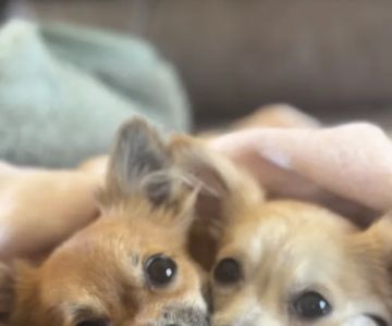 Parkview Animal Wellness
