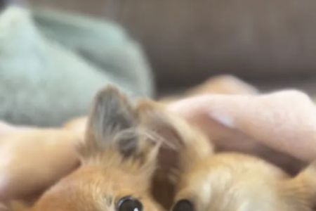 Parkview Animal Wellness