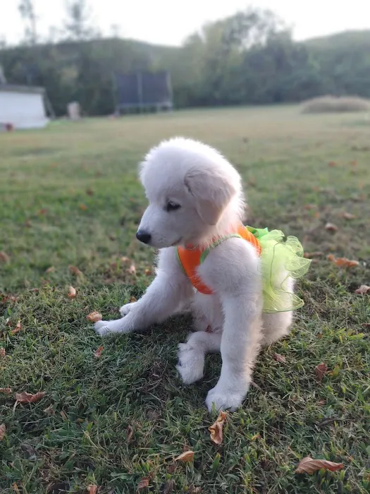 Parkview Animal Wellness 12