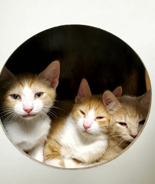 Parkview Animal Wellness 12