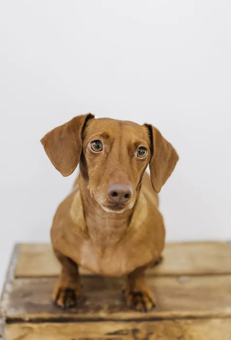 High Falls Holistic Veterinary Care 12