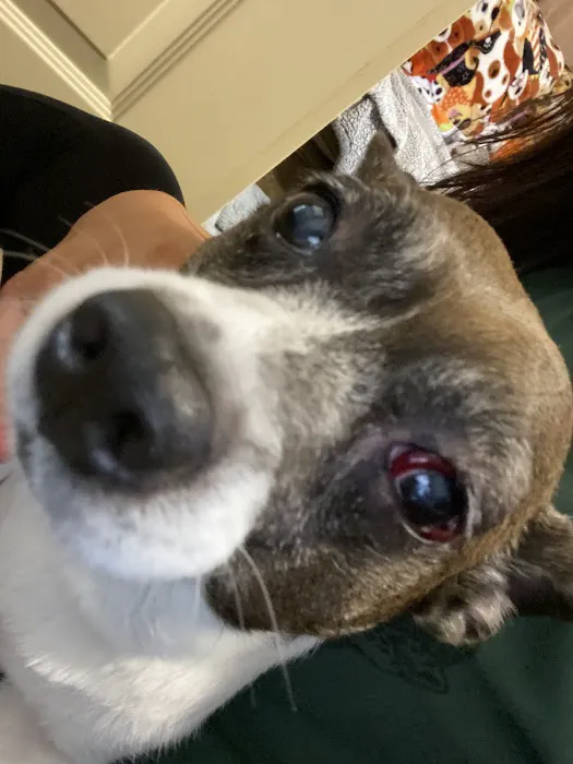 Phillips Small Animal Clinic 12
