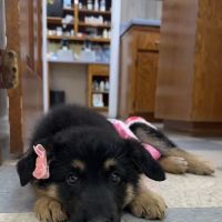 Red Barn Animal Hospital ico