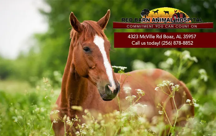 Red Barn Animal Hospital 12