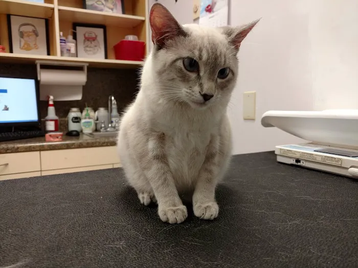 VCA Airline Boulevard Animal Hospital 5