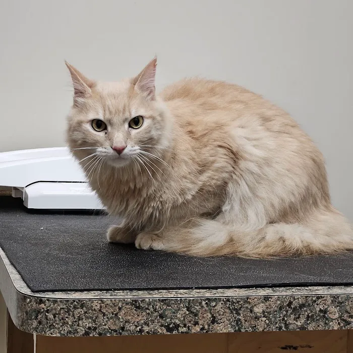 VCA Airline Boulevard Animal Hospital 3