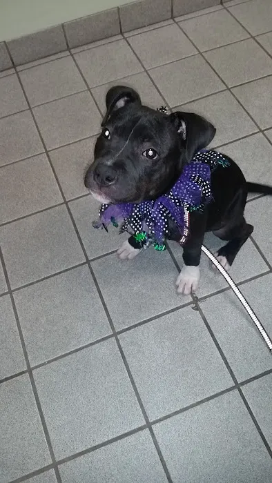 VCA Airline Boulevard Animal Hospital 8