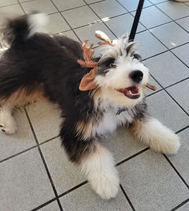 VCA Airline Boulevard Animal Hospital 10