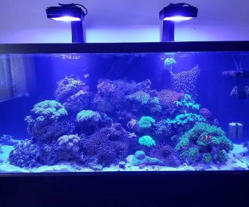 Aquariums Done Wright (Aquarium Service)