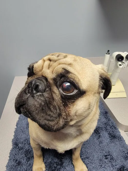 Animal Eye Care Associates 5