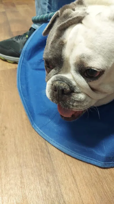 Animal Eye Care Associates 9