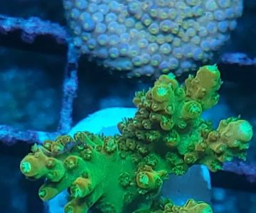 The Little Reef Shop