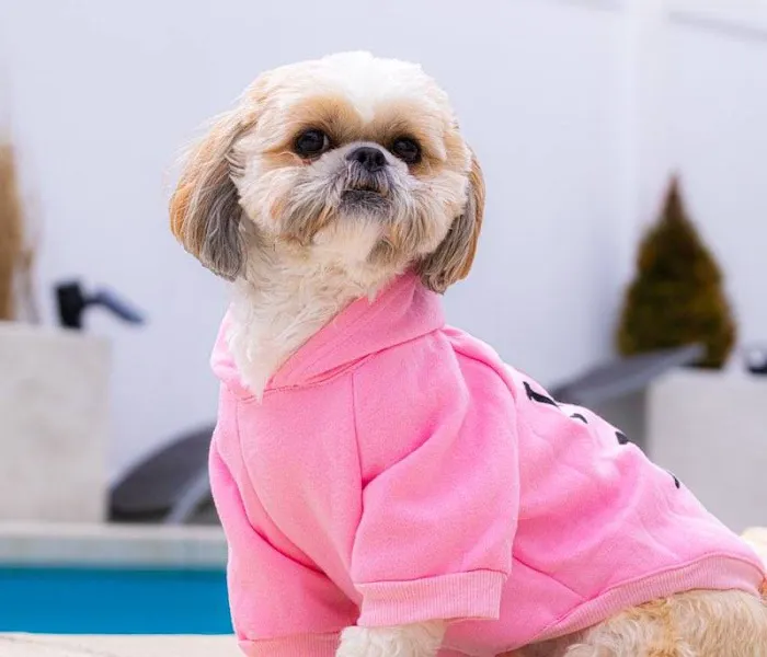 Chesapeake Animal Hospital 5