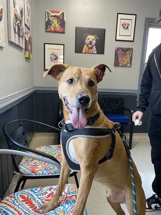 Chesapeake Animal Hospital 1