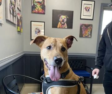 Chesapeake Animal Hospital