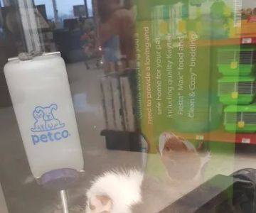 Petco