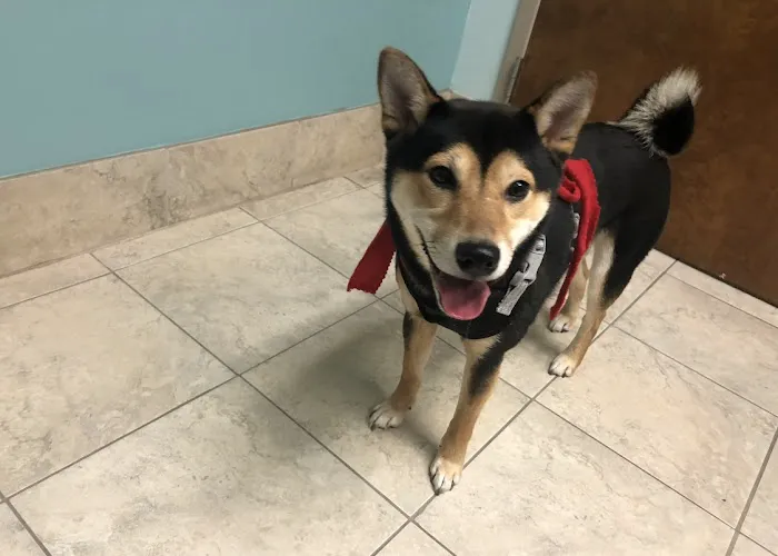 Animal Medical Clinic of Chesapeake 7