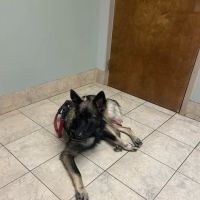 Animal Medical Clinic of Chesapeake ico