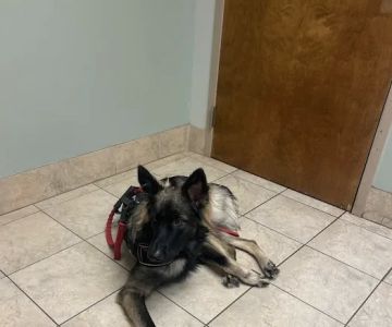 Animal Medical Clinic of Chesapeake