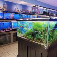 Fish Planet ico