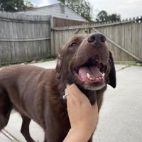 Bay Beach Veterinary Emergency Hospital ico