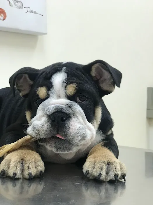 Courthouse Veterinary Clinic 1