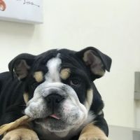 Courthouse Veterinary Clinic ico