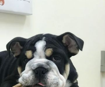 Courthouse Veterinary Clinic