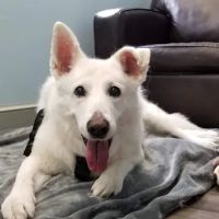 Owl Creek Veterinary Hospital ico