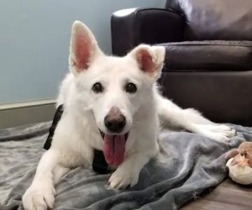 Owl Creek Veterinary Hospital
