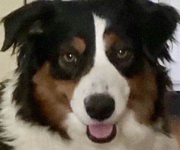 WT Mini Aussies